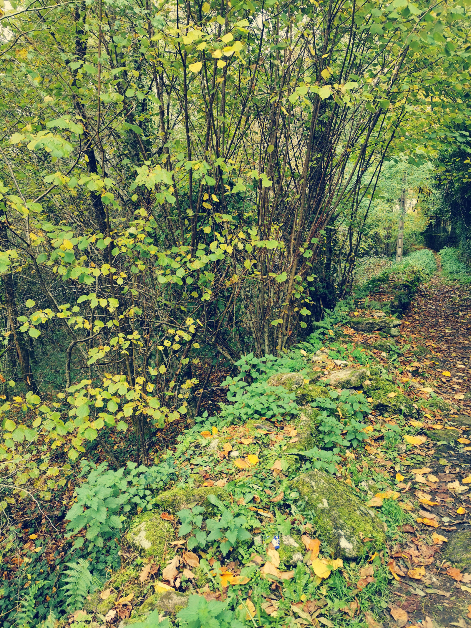 Image_3, Terrain de loisir, Treignac, ref :AB011