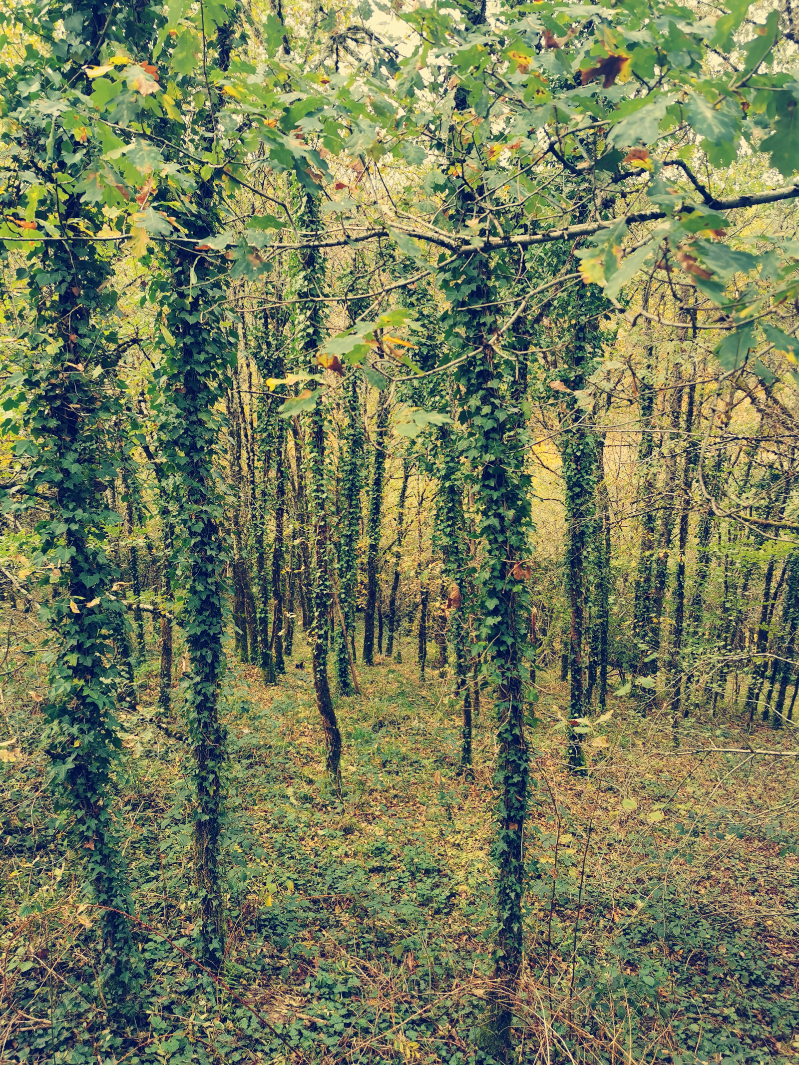 Image_4, Terrain de loisir, Treignac, ref :AB011