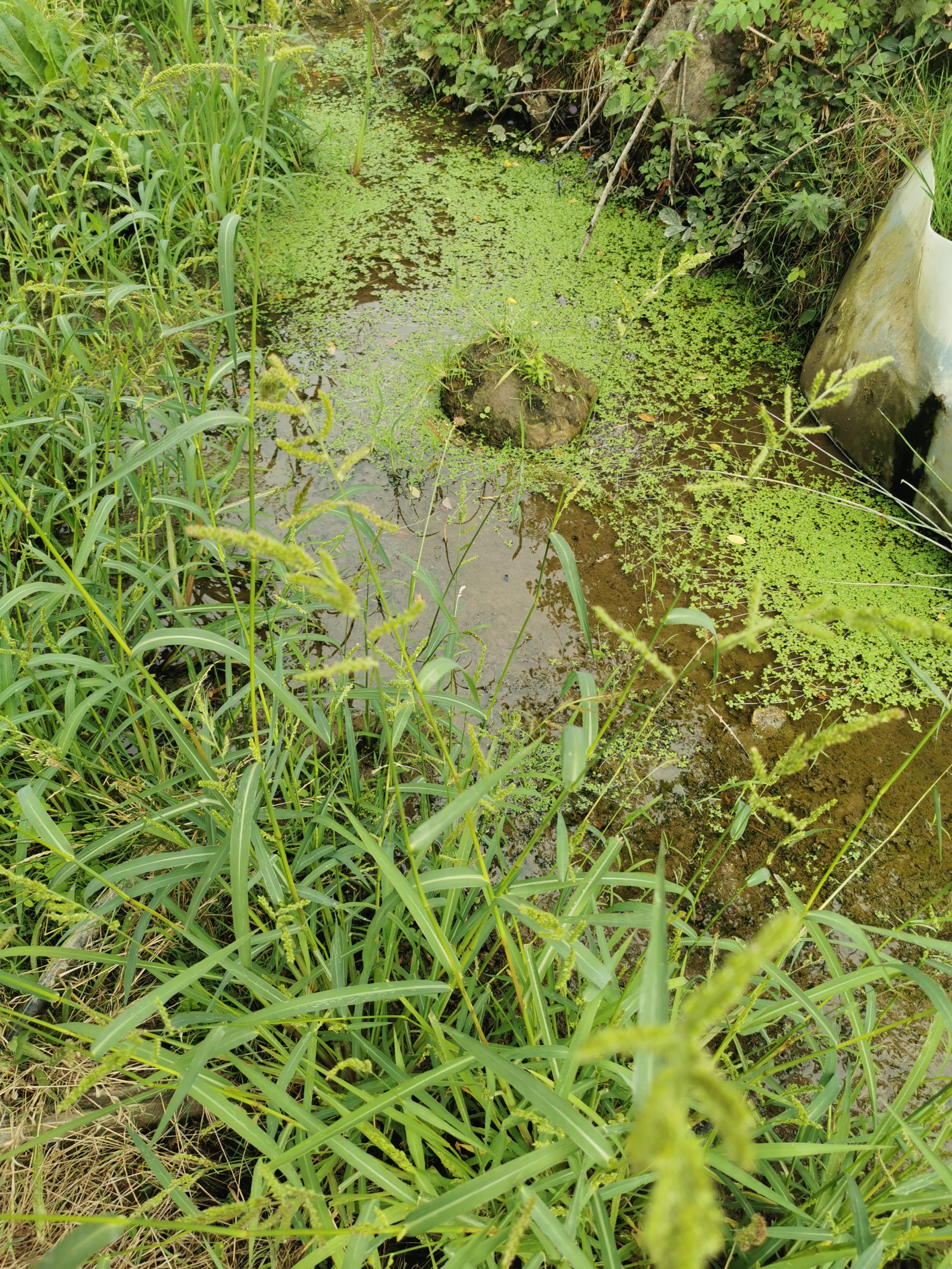 Image_5, Maison, La Croisille-sur-Briance, ref :A05