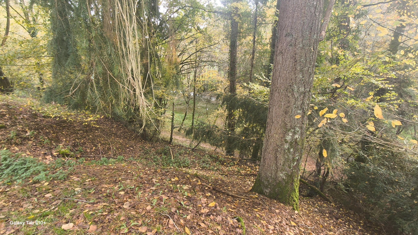 Image_33, Maison, Saint-Vitte-sur-Briance, ref :F627