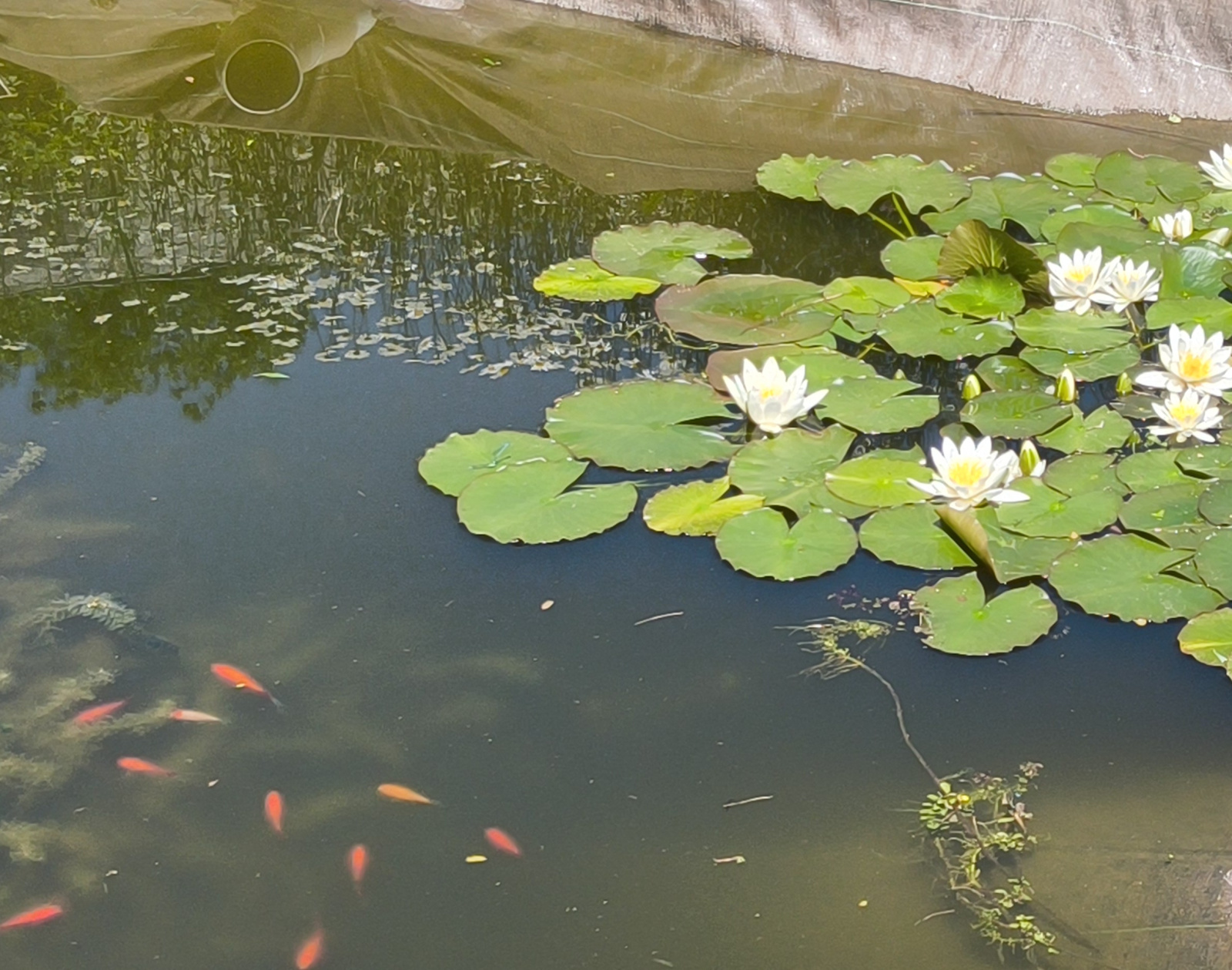 Image_18, Maison, Chamberet, ref :A001