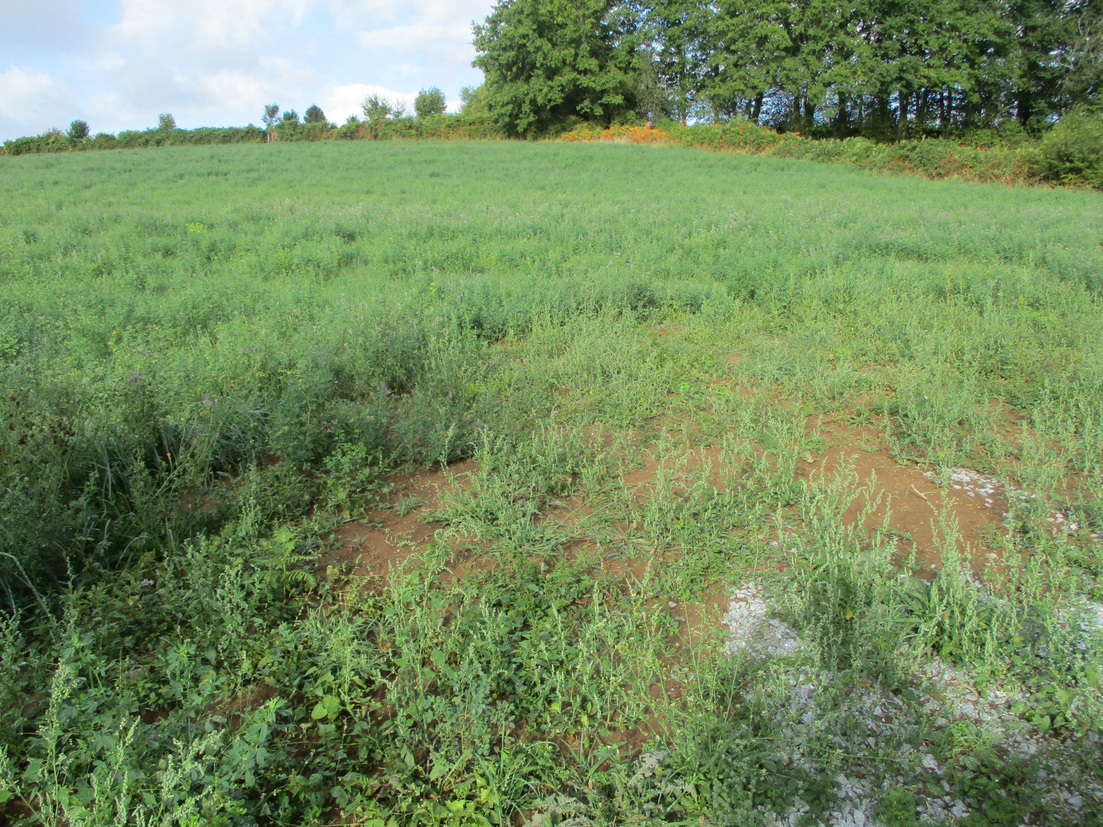 Image_1, Terrain, Châteauneuf-la-Forêt, ref :p360