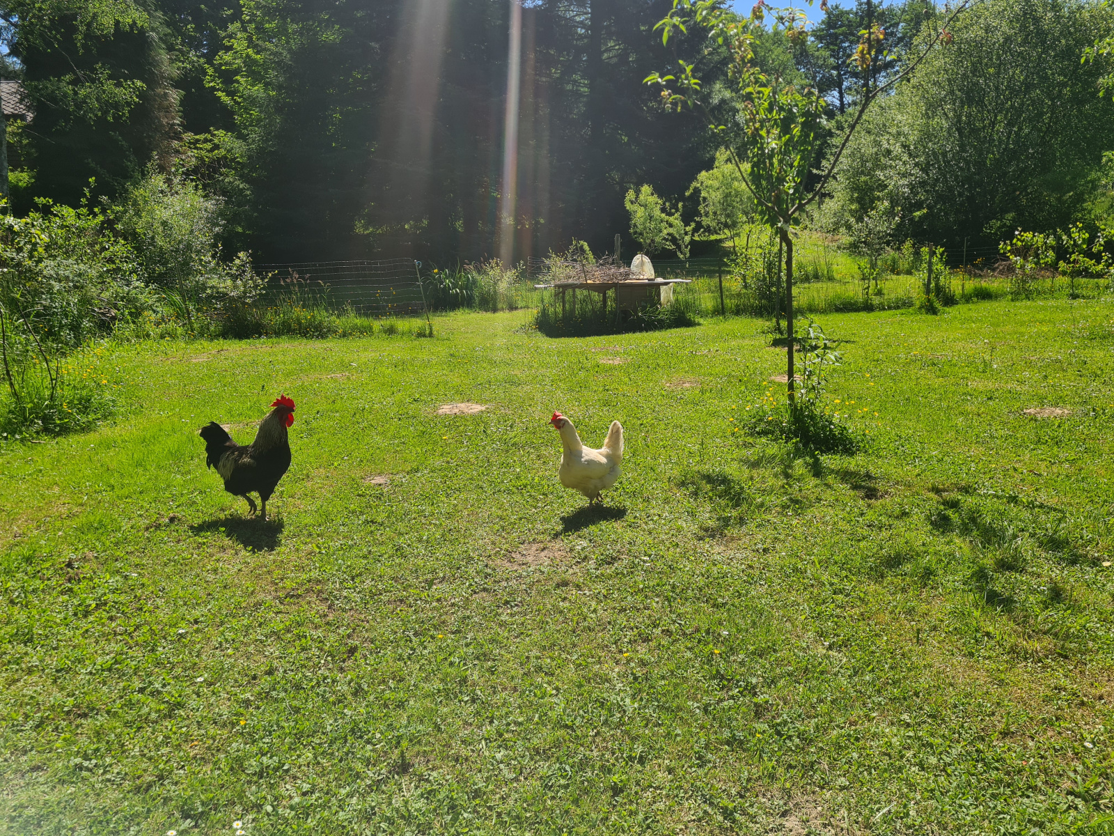 Image_20, Maison, La Porcherie, ref :c193